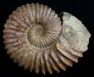 Large ( Wide) Mantelliceras Ammonite #6402-1